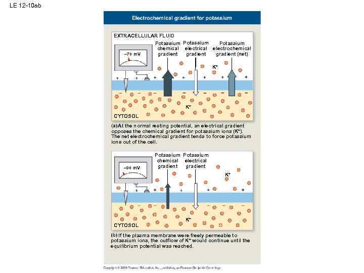 LE 12 -10 ab EXTRACELLULAR FLUID Potassium chemical electrochemical gradient – 70 m. V