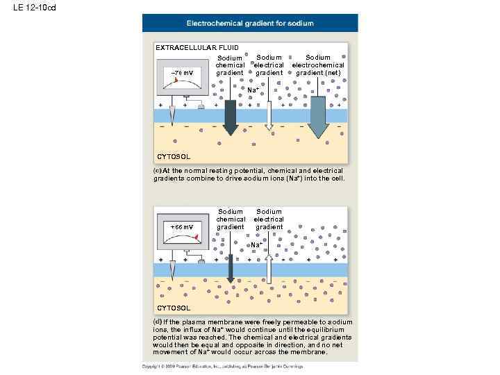 LE 12 -10 cd EXTRACELLULAR FLUID Sodium chemical – 70 m. V gradient Sodium