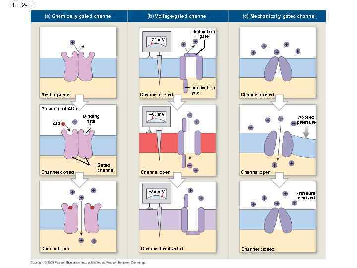 LE 12 -11 Chemically gated channel Voltage-gated channel – 70 m. V Resting state