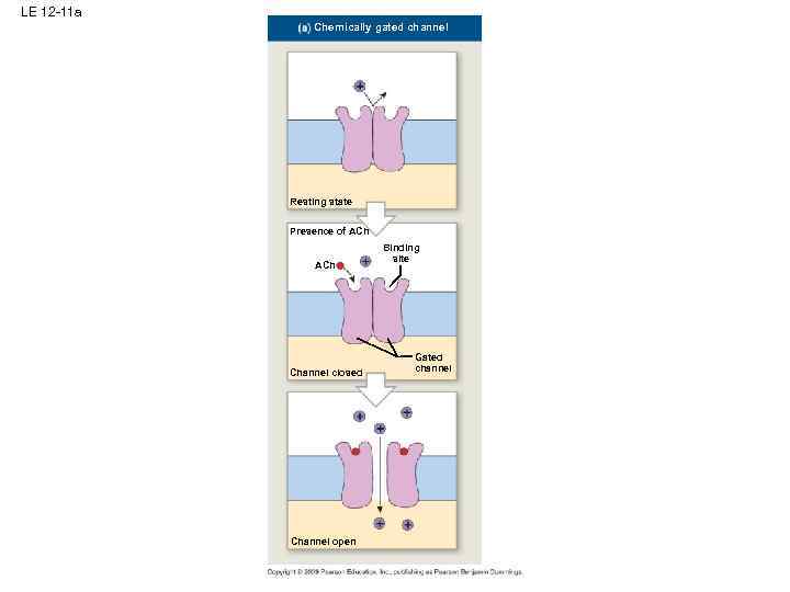 LE 12 -11 a Chemically gated channel Resting state Presence of ACh Channel closed