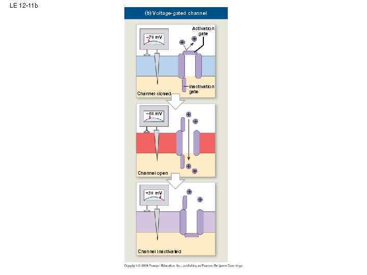 LE 12 -11 b Voltage-gated channel – 70 m. V Channel closed – 60