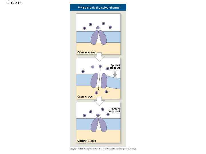 LE 12 -11 c Mechanically gated channel Channel closed Applied pressure Channel open Pressure