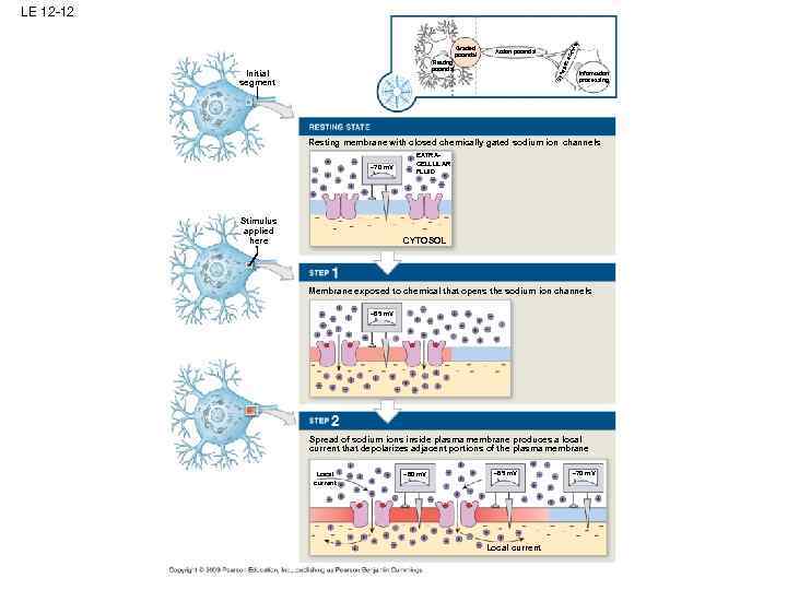 Sy na pti Resting potential Initial segment cti vit Action potential ca Graded potential