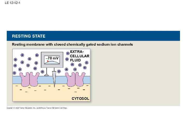 LE 12 -12 -1 Resting membrane with closed chemically gated sodium ion channels –