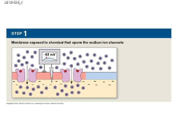 LE 12 -12 -2_1 Membrane exposed to chemical that opens the sodium ion channels