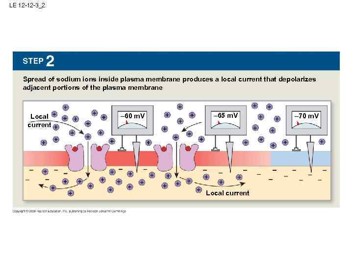 LE 12 -12 -3_2 Spread of sodium ions inside plasma membrane produces a local