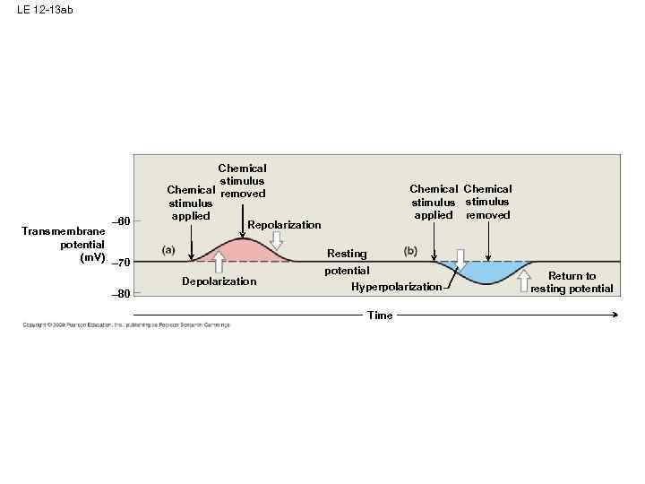 LE 12 -13 ab – 60 Transmembrane potential (m. V) – 70 Chemical stimulus