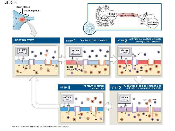 LE 12 -14 Axon hillock ivit Action potential Sy nap tic Resting potential act