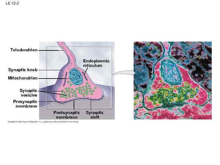 LE 12 -2 Telodendrion Endoplasmic reticulum Synaptic knob Mitochondrion Synaptic vesicles Presynaptic membrane Postsynaptic