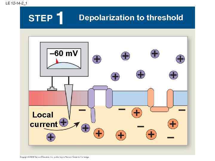 LE 12 -14 -2_1 Depolarization to threshold – 60 m. V Local current 