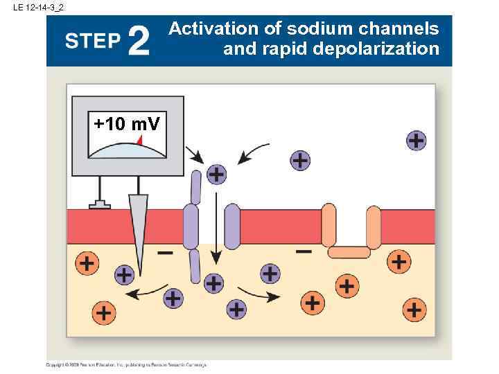 LE 12 -14 -3_2 Activation of sodium channels and rapid depolarization +10 m. V