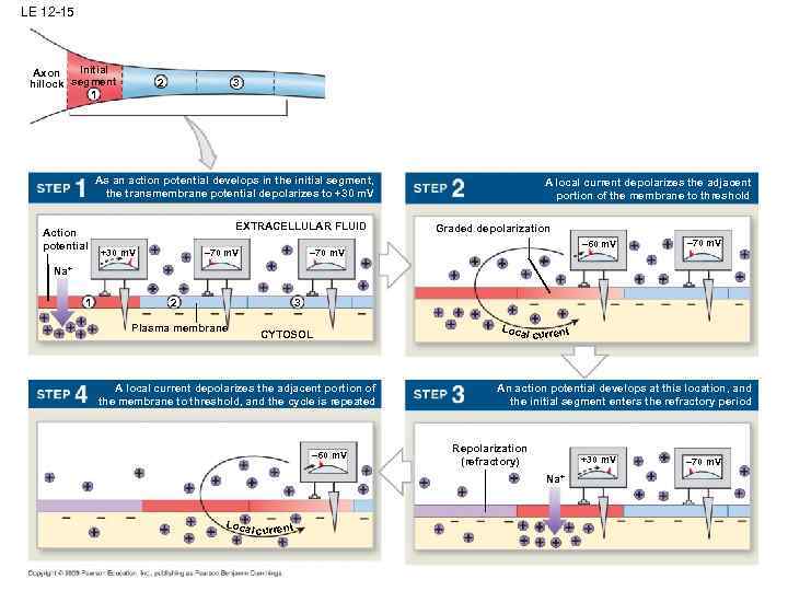 LE 12 -15 Initial Axon segment hillock 1 2 3 As an action potential