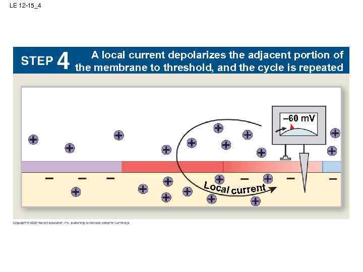 LE 12 -15_4 A local current depolarizes the adjacent portion of the membrane to