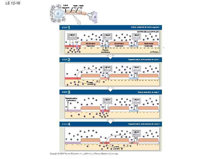 LE 12 -16 Initial segment Node 2 1 Action potential at initial segment EXTRACELLULAR