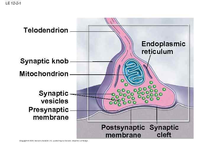 LE 12 -2 -1 Telodendrion Endoplasmic reticulum Synaptic knob Mitochondrion Synaptic vesicles Presynaptic membrane