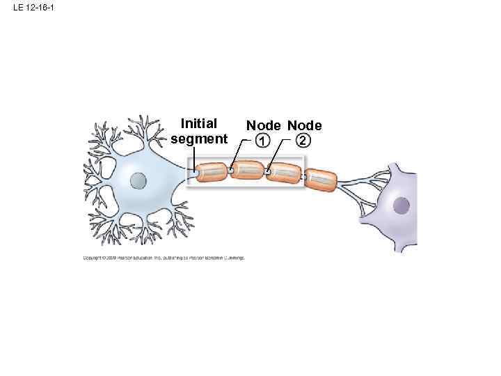 LE 12 -16 -1 Initial segment Node 1 2 