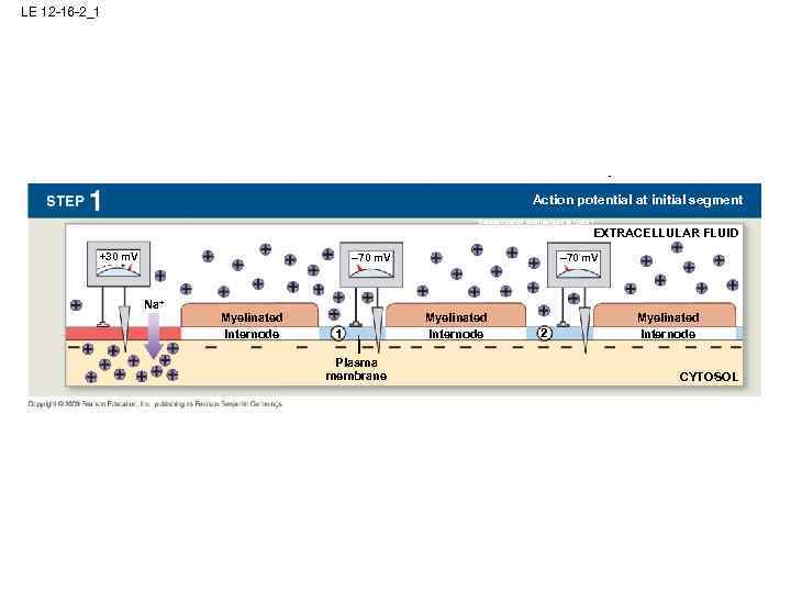 LE 12 -16 -2_1 Action potential at initial segment Depolarization to threshold at node