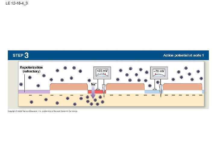 LE 12 -16 -4_3 Action potential at node 1 Repolarization (refractory) +30 m. V