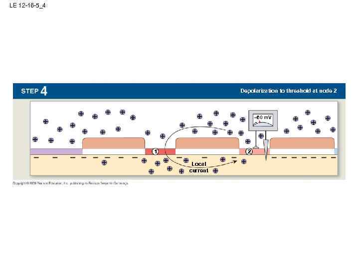 LE 12 -16 -5_4 Depolarization to threshold at node 2 – 60 m. V