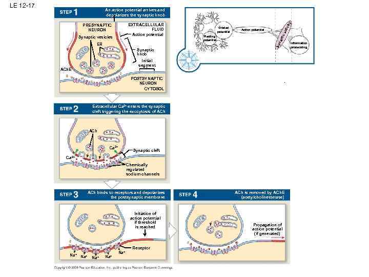 LE 12 -17 ER Synaptic knob ivit act Action potential pti c Resting potential