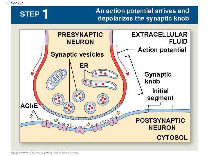 LE 12 -17_1 An action potential arrives and depolarizes the synaptic knob PRESYNAPTIC NEURON