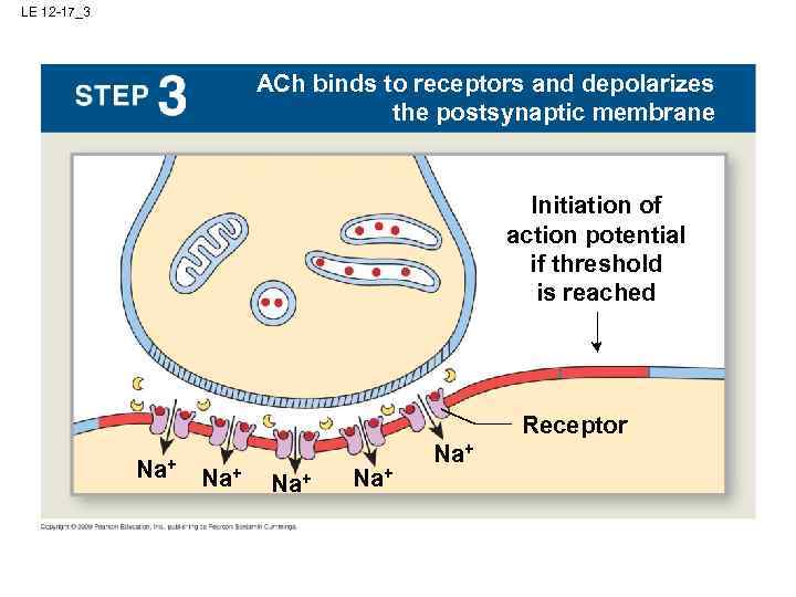 LE 12 -17_3 ACh binds to receptors and depolarizes the postsynaptic membrane Initiation of