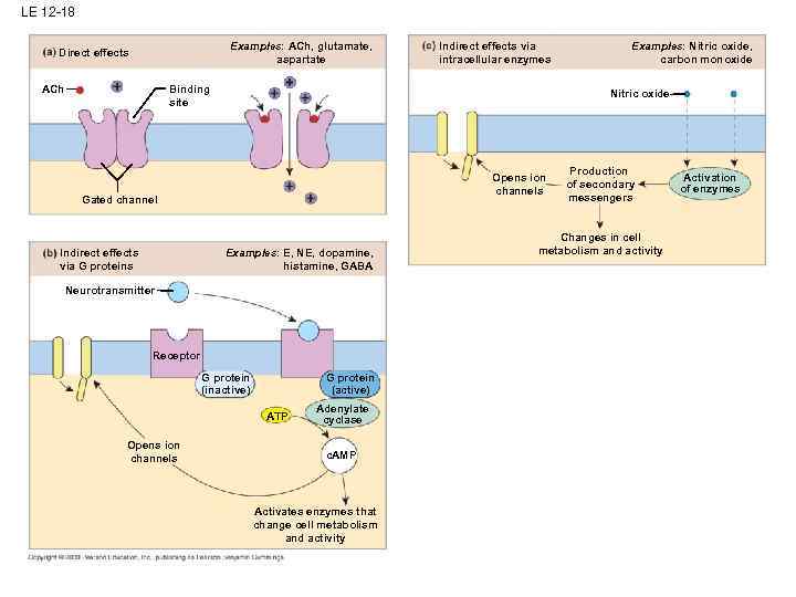 LE 12 -18 Examples: ACh, glutamate, aspartate Direct effects ACh Indirect effects via intracellular