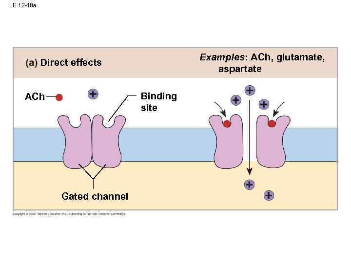 LE 12 -18 a Examples: ACh, glutamate, aspartate Direct effects Binding site ACh Gated