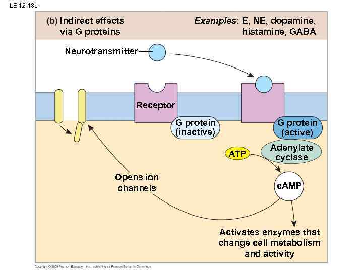 LE 12 -18 b Examples: E, NE, dopamine, histamine, GABA Indirect effects via G