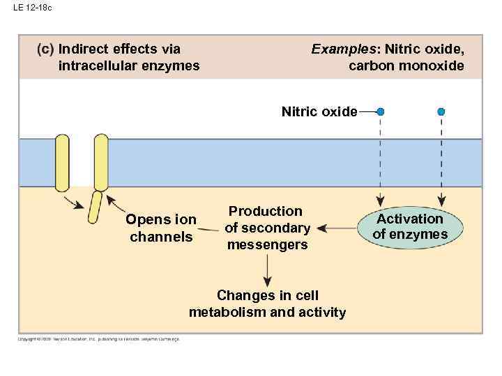 LE 12 -18 c Indirect effects via intracellular enzymes Examples: Nitric oxide, carbon monoxide