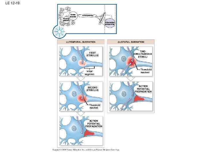 Action potential Sy nap tic Resting potential act Graded potential ivit y LE 12