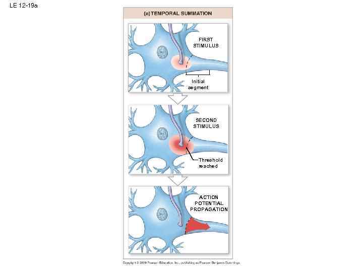 LE 12 -19 a FIRST STIMULUS Initial segment SECOND STIMULUS Threshold reached ACTION POTENTIAL