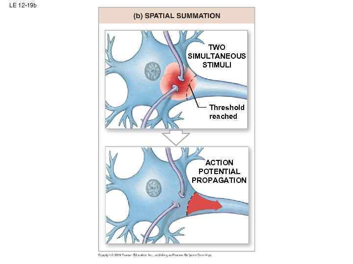 LE 12 -19 b TWO SIMULTANEOUS STIMULI Threshold reached ACTION POTENTIAL PROPAGATION 