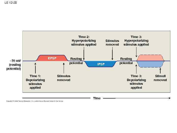 LE 12 -20 Time 2: Hyperpolarizing stimulus applied EPSP – 70 m. V (resting