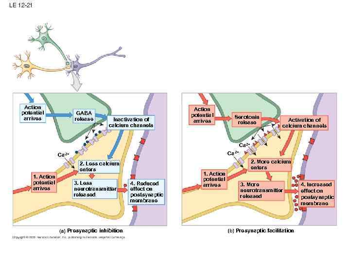 LE 12 -21 Action potential arrives GABA release Inactivation of calcium channels Action potential