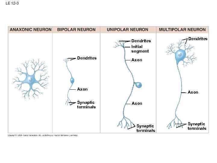 LE 12 -3 Dendrites Initial segment Dendrites Axon Synaptic terminals 