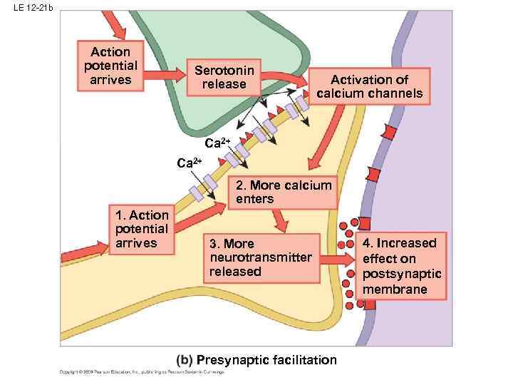 LE 12 -21 b Action potential arrives Serotonin release Activation of calcium channels Ca