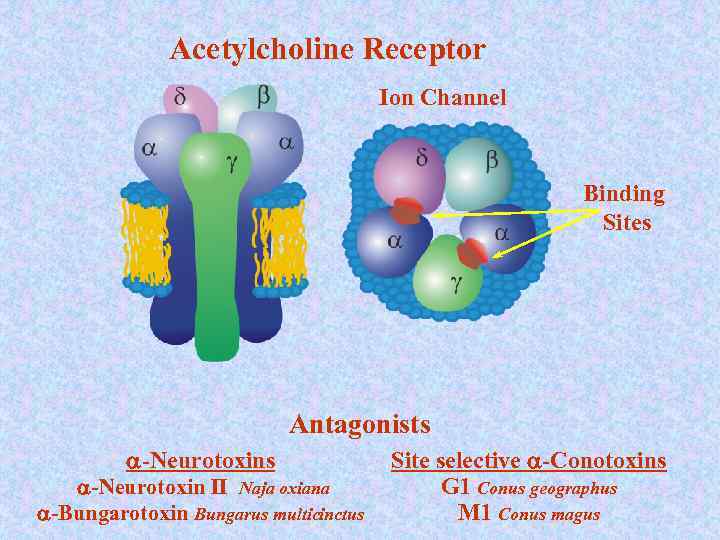 Acetylcholine Receptor Ion Channel Binding Sites Antagonists a-Neurotoxin II Naja oxiana a-Bungarotoxin Bungarus multicinctus