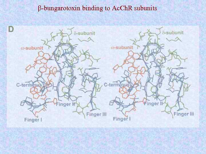 b-bungarotoxin binding to Ac. Ch. R subunits 