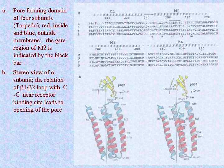 a. Pore forming domain of four subunits (Torpedo); red, inside and blue, outside membrane;