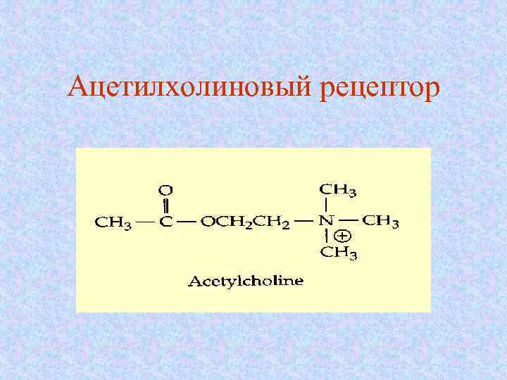 Ацетилхолиновый рецептор 