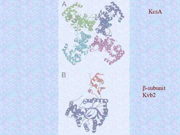 Kcs. A b-subunit Kvb 2 