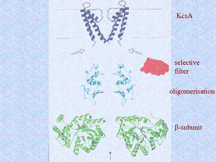 Kcs. A selective filter oligomerisation b-subunit 
