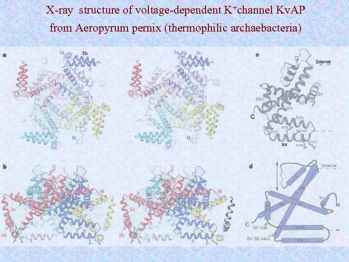 X-ray structure of voltage-dependent K+channel Kv. AP from Aeropyrum pernix (thermophilic archaebacteria) 