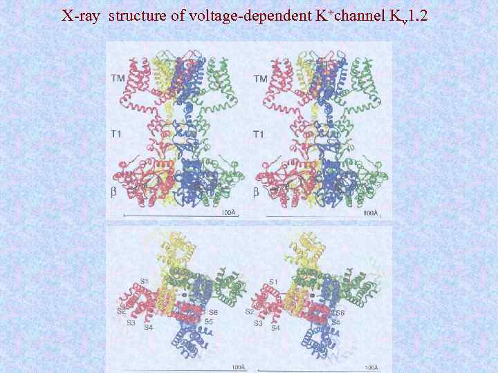 X-ray structure of voltage-dependent K+channel Kv 1. 2 