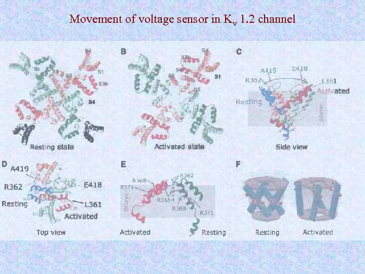 Movement of voltage sensor in Kv 1. 2 channel 