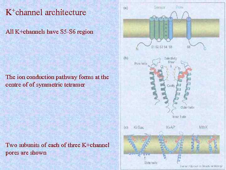 K+channel architecture All K+channels have S 5 -S 6 region The ion conduction pathway