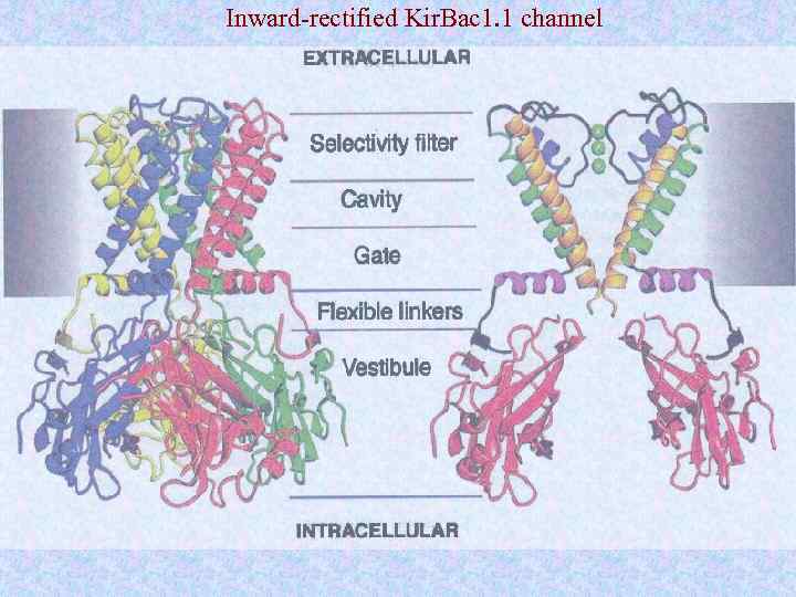 Inward-rectified Kir. Bac 1. 1 channel 