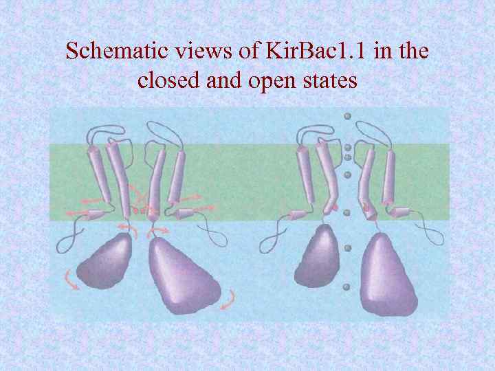 Schematic views of Kir. Bac 1. 1 in the closed and open states 