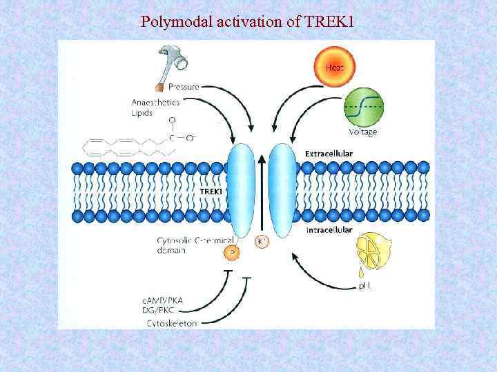 Polymodal activation of TREK 1 